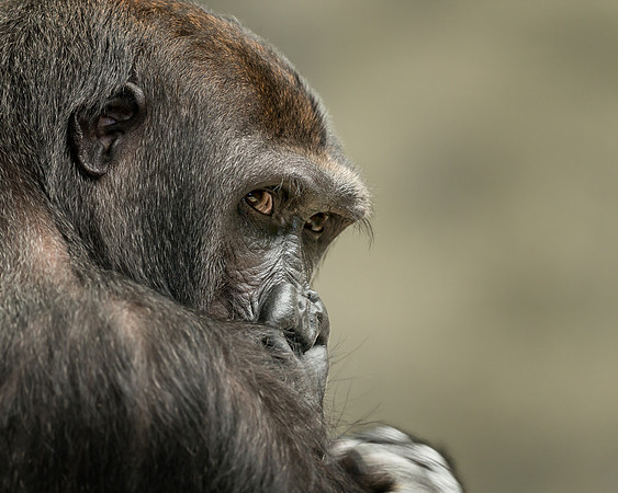 Gorilla portrait