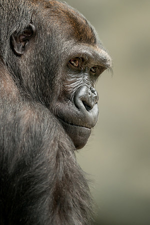 Gorilla portrait