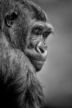 Gorilla portrait (B&W version)