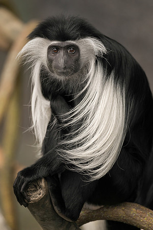 Colobus Monkey