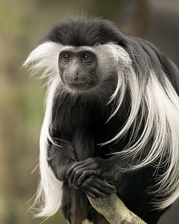 Colobus Monkey