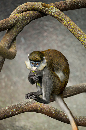 Red Tailed Mangabey