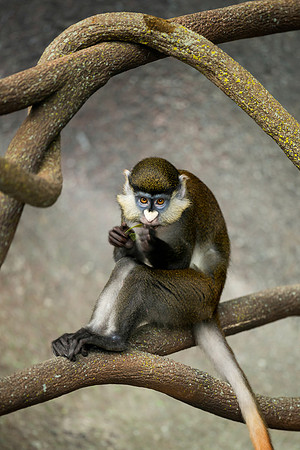 Red Tailed Mangabey