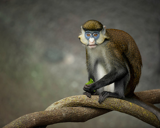 Red Tailed Mangabey