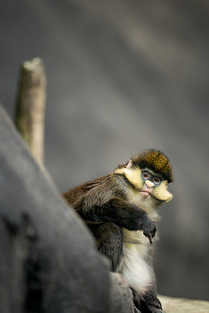 Red Tailed Mangabey