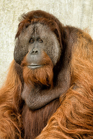 Orangutan