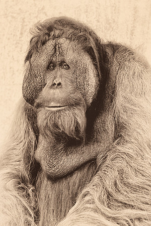 Orangutan (B&W version)