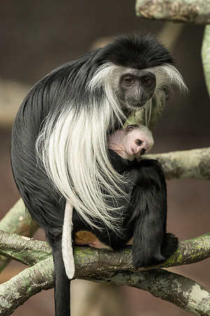 Colobus Monkey