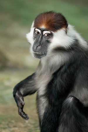 Red-Capped Mangabey