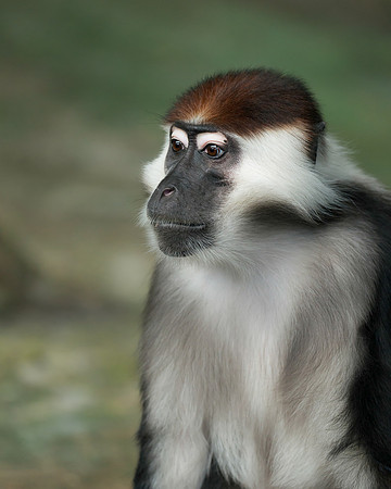 Red-Capped Mangabey