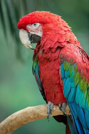 Green-winged macaw