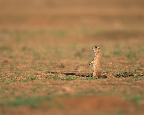 Prairie Dog