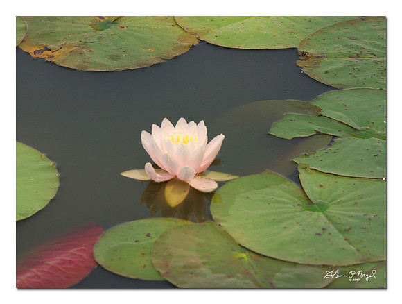 Water lily
