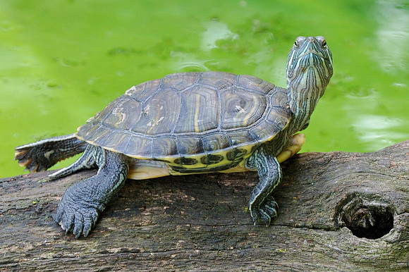 Turtle on log