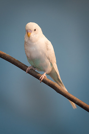 Parakeet