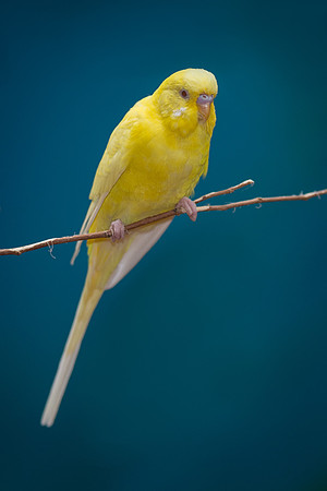 Parakeet