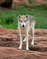 Timber Wolf
