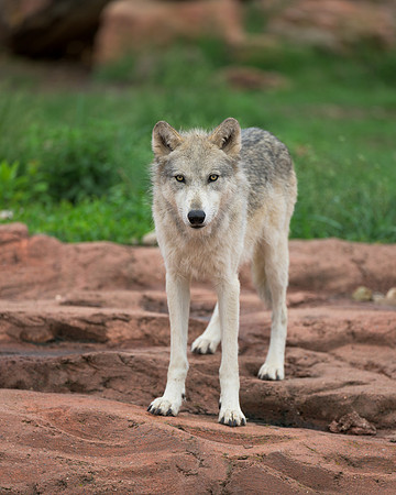 Timber Wolf