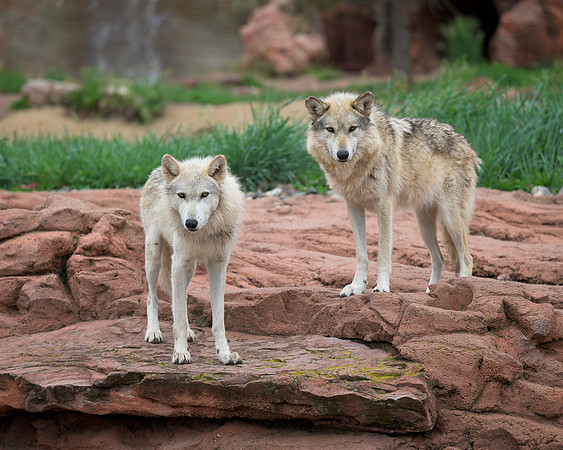 Timber Wolves