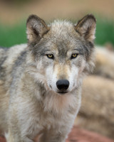 Timber Wolf