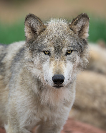 Timber Wolf
