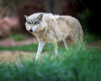Timber Wolf