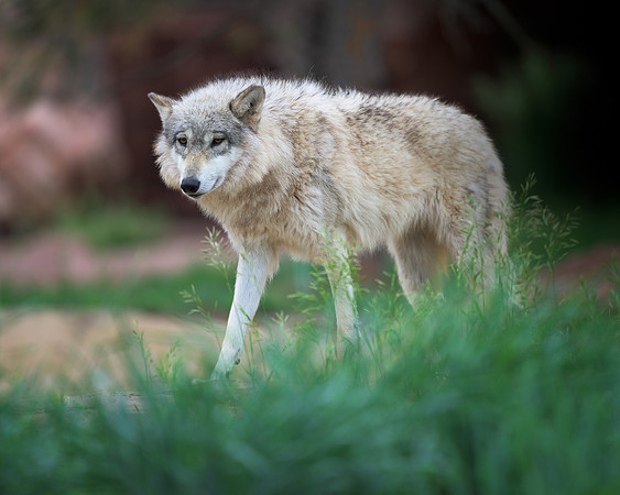 Timber Wolf