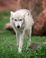Timber Wolf