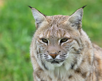 Bobcat