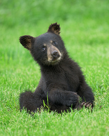 Black Bear Cub