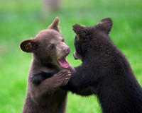 Black Bear Cub