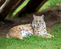 Bobcat
