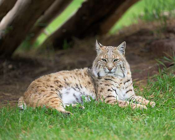 Bobcat