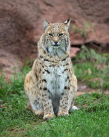 Bobcat