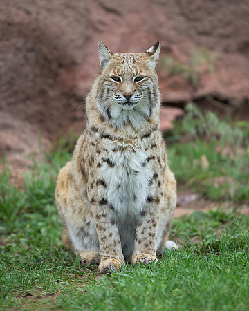 Bobcat