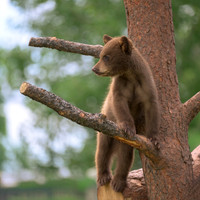 Black Bear Cub