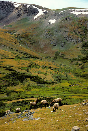 Elk on the tundra