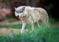 Timber Wolf