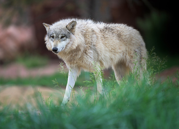 Timber Wolf