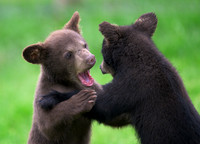 Black Bear Cub