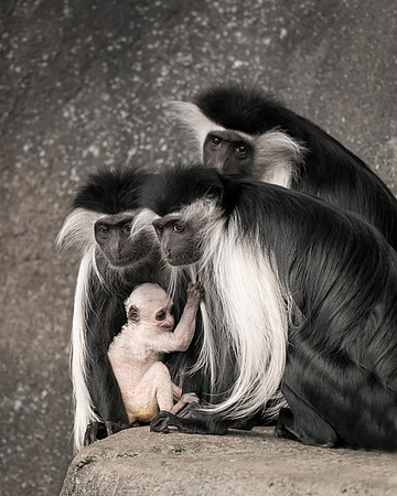 Colobus family portrait