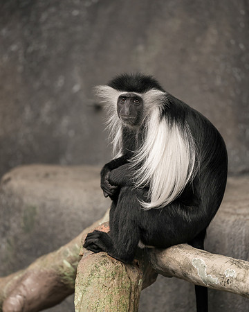Colobus monkey