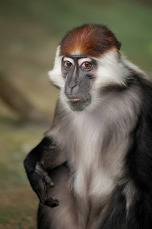 Red-Capped Mangabey