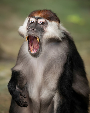 Red-Capped Mangabey