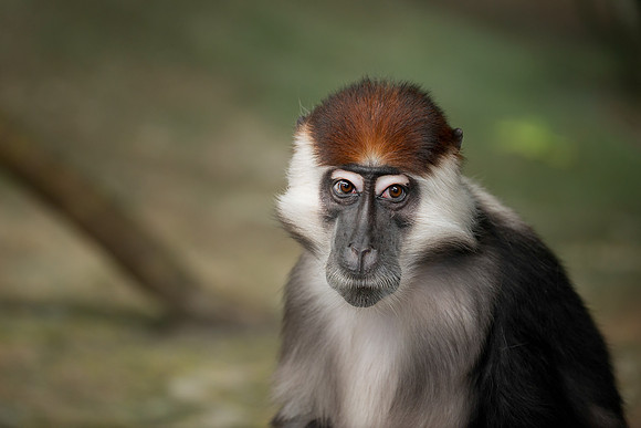 Red-Capped Mangabey
