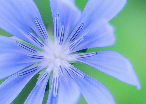 Blue flower