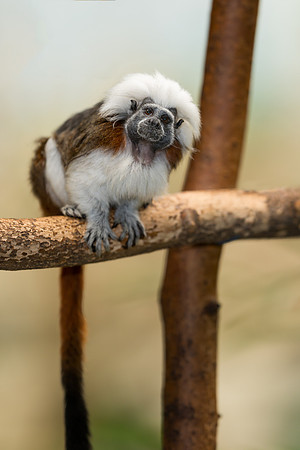 Cotton-top tamarin