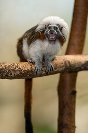 Cotton-top tamarin