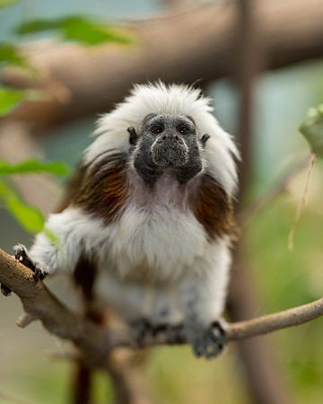 Cotton-top tamarin