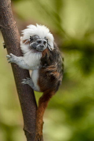Cotton-top tamarin